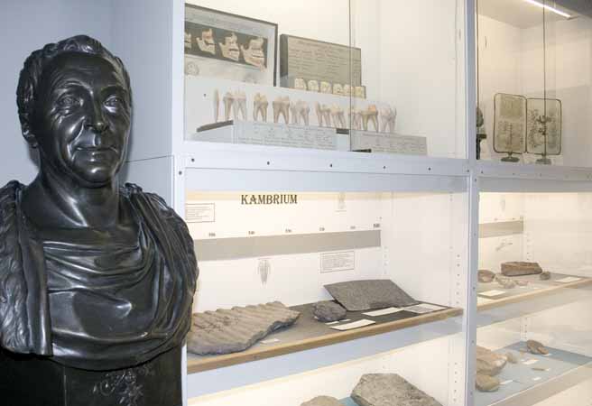 Byst av Carl von Linn&eacute; d.y. samt fossil