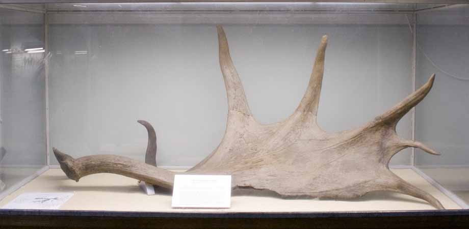 J&auml;ttehjort, horn