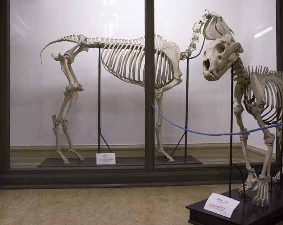 Häst och lejon, skelett