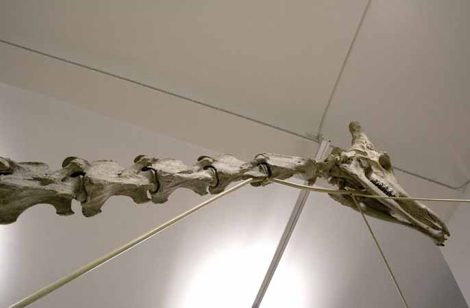 Giraff, skelett