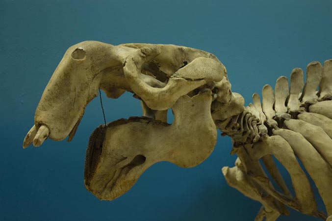 Dugong