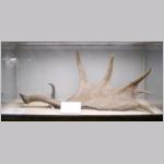 Horn av j&auml;ttehjort