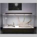 Horn av j&auml;ttehjort