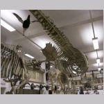 Sven Nilsson-hallen med valskelett m.m.