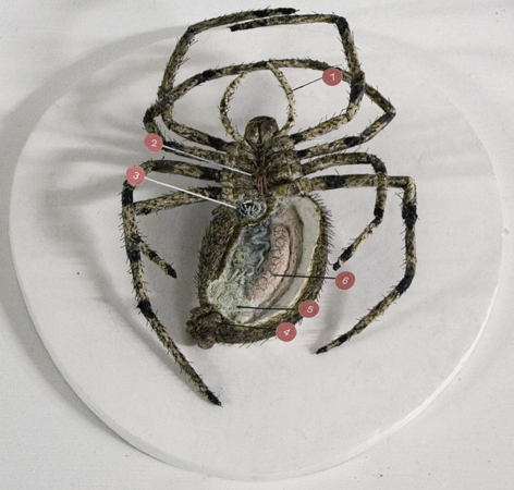 Spindel, anatomisk modell