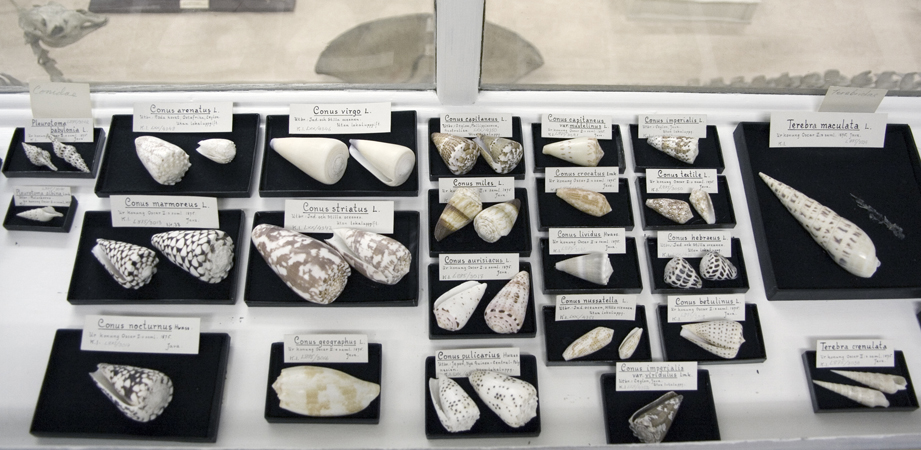 Sn&auml;ckor (Conus)