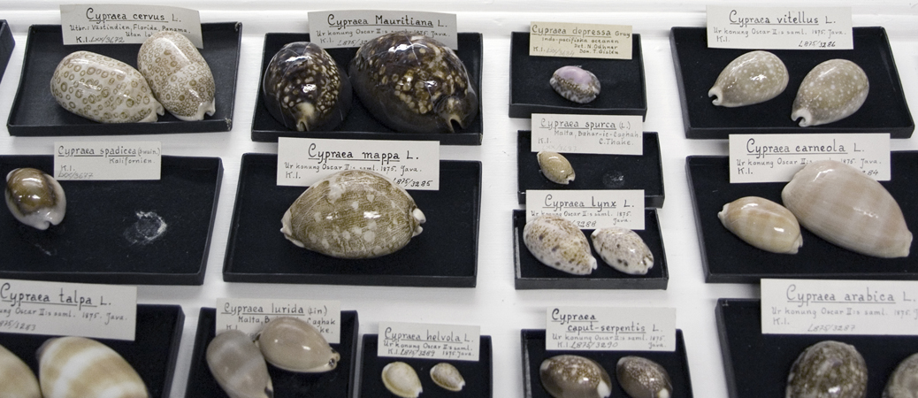 Sn&auml;ckor (Cyprea)