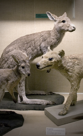 Gr&aring; j&auml;ttek&auml;nguru