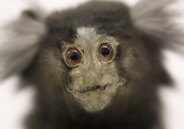 Marmosettapa