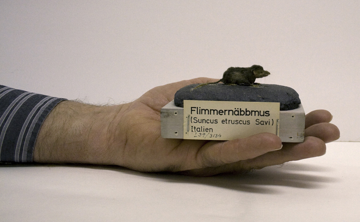 Flimmern&auml;bbmus