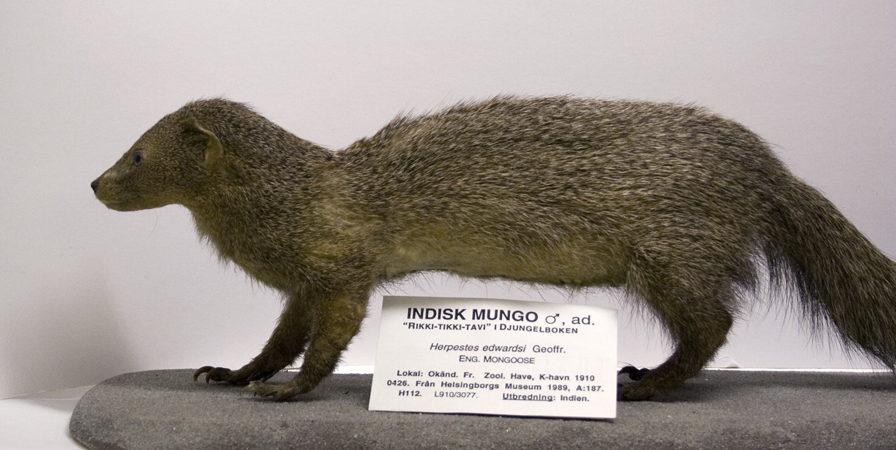 Mungo