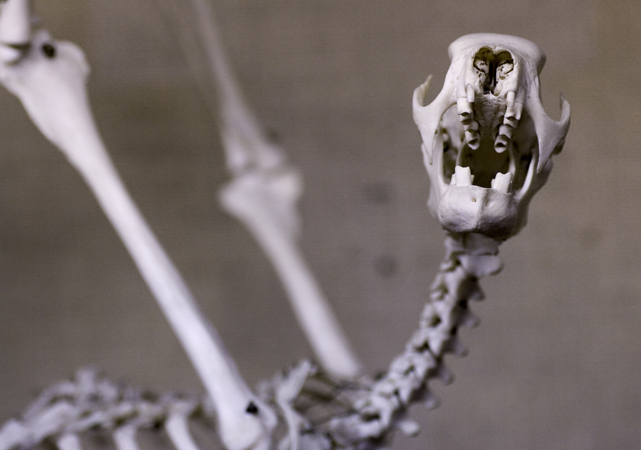 Tret&aring;ig seng&aring;ngare, skelett