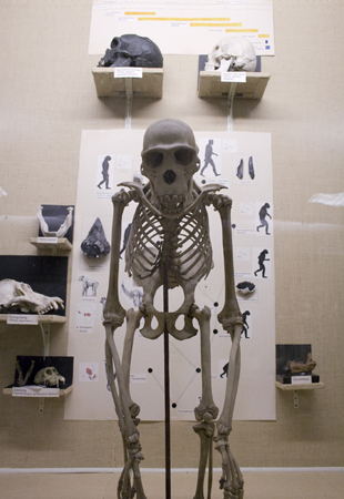 M&auml;nniskans utveckling, schimpansskelett