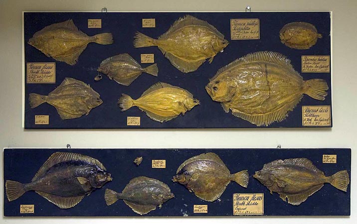Gyllenstiernska fisksamlingen