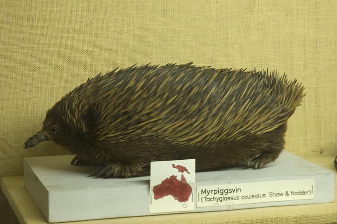Myrpiggsvin