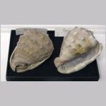 Sn&auml;ckor (Cassis)