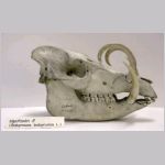Hjortsvin, skelett