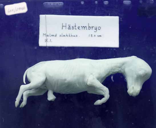 H&auml;stembryo