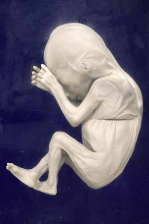 Humant embryo
