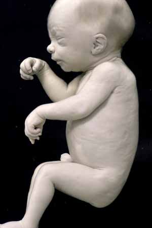 Humant embryo