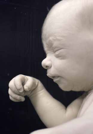 Humant embryo