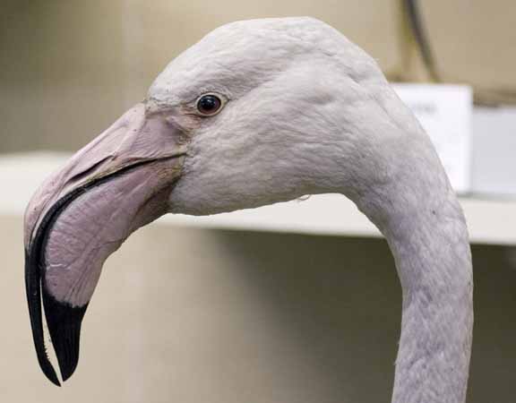 Flamingo, huvud