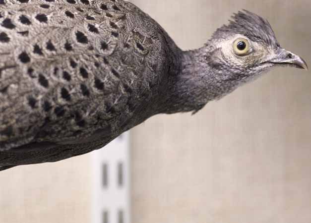 Gr&aring; p&aring;f&aring;gelfasan