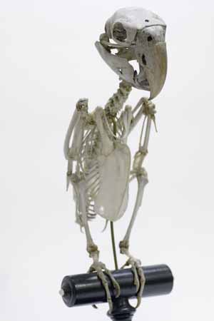 Papegojskelett