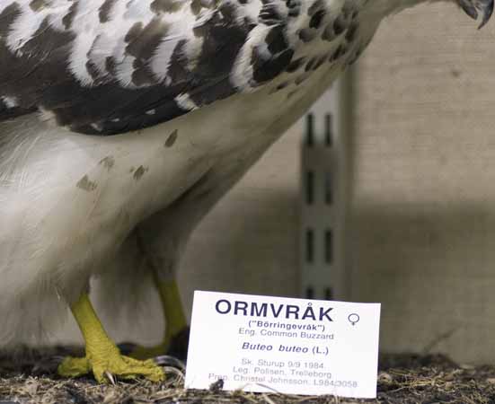 B&ouml;rringevr&aring;k