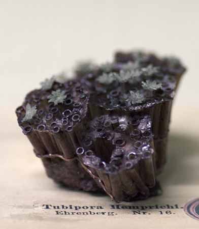 Tubipora, glasmodell