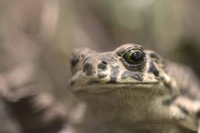 Gr&ouml;nfl&auml;ckig padda