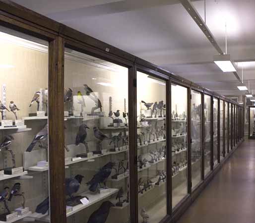 Montrar, svenska f&aring;glar