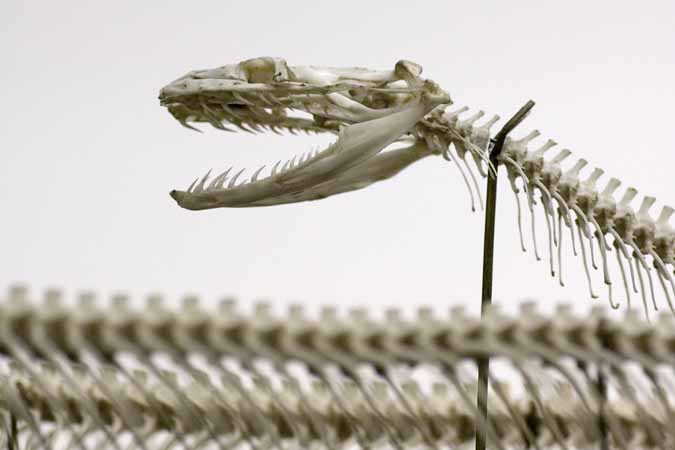 Klipp-pyton, skelett