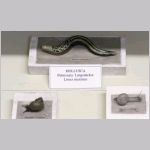 Glasmodeller, mollusker