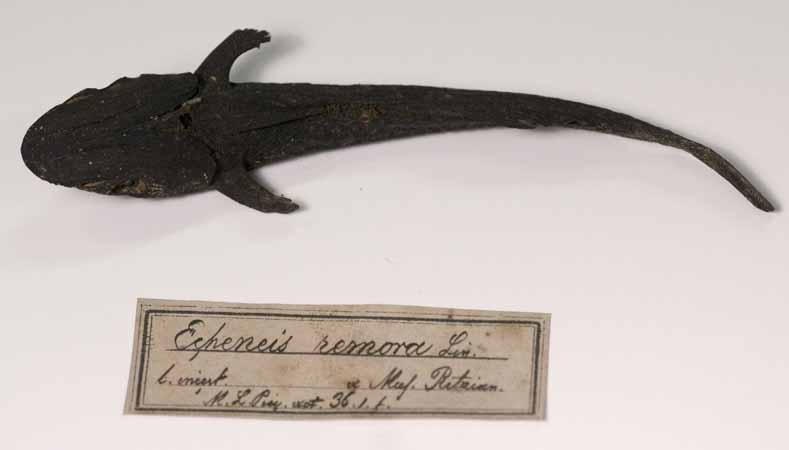 Remora