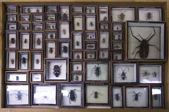 Insekter, Bonde