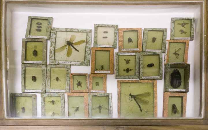 Insekter, Stobaeus