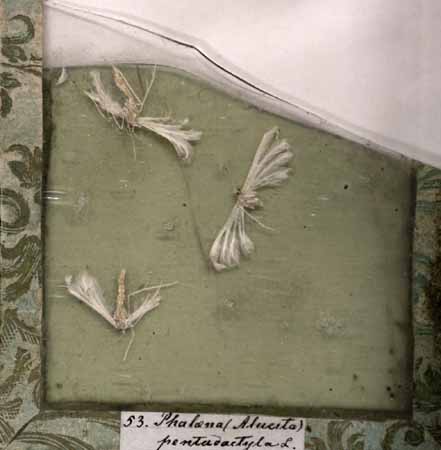 Insekter, Stobaeus