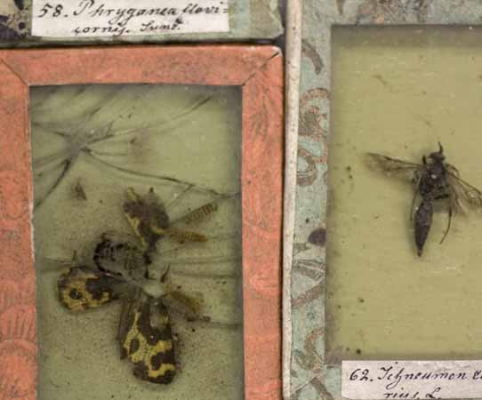 Insekter, Stobaeus