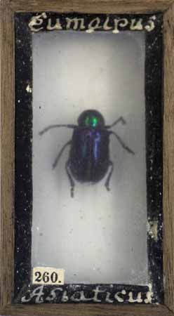 Insekter, Bonde