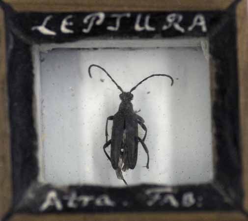 Insekter, Bonde
