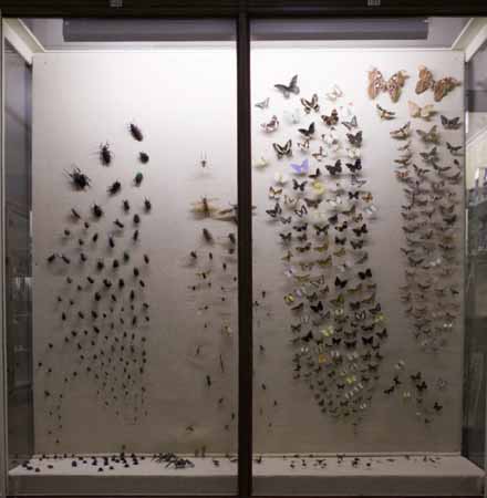 Insekter