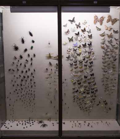 Insekter