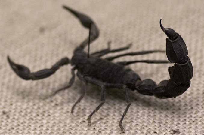 Skorpion